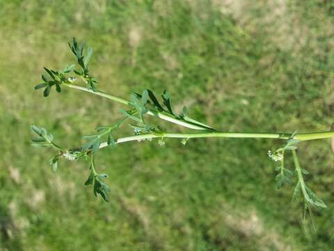 Image of Creeping Watercress