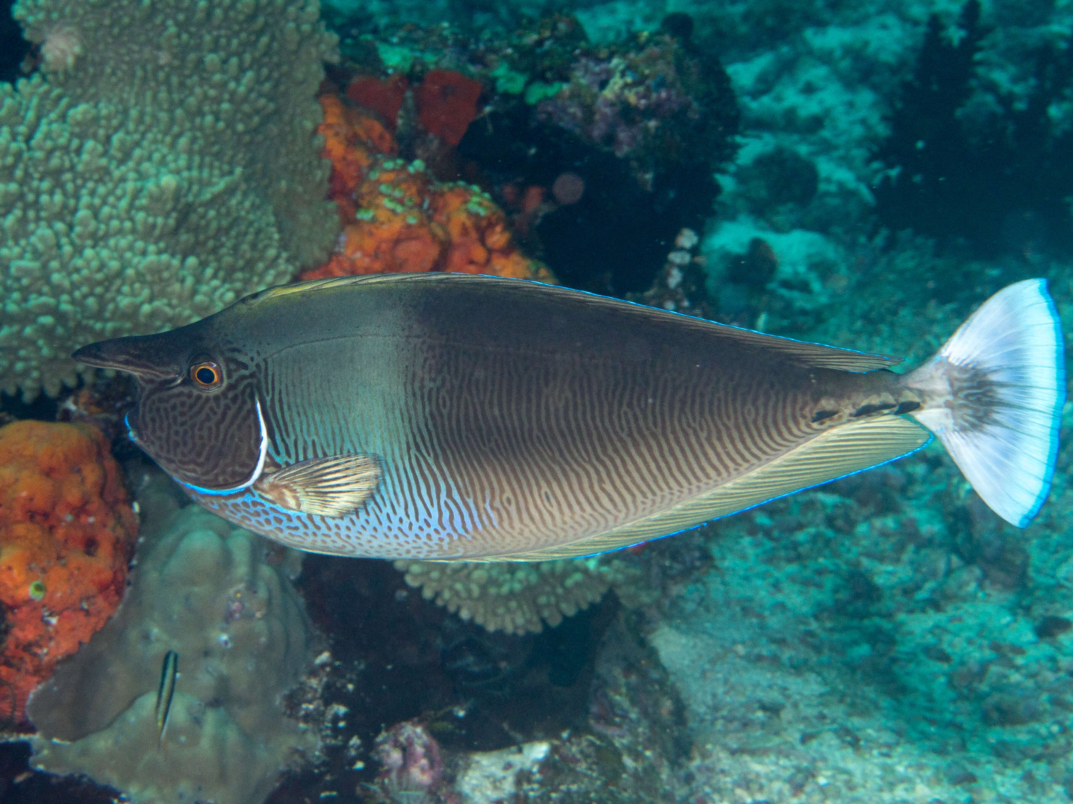 Image of Brown Unicornfish