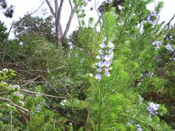 Plancia ëd Psoralea pinnata L.