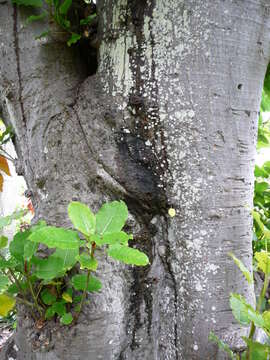 Image of Ficus nymphaeifolia Mill.