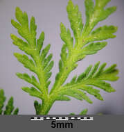 Image of sweet sagewort