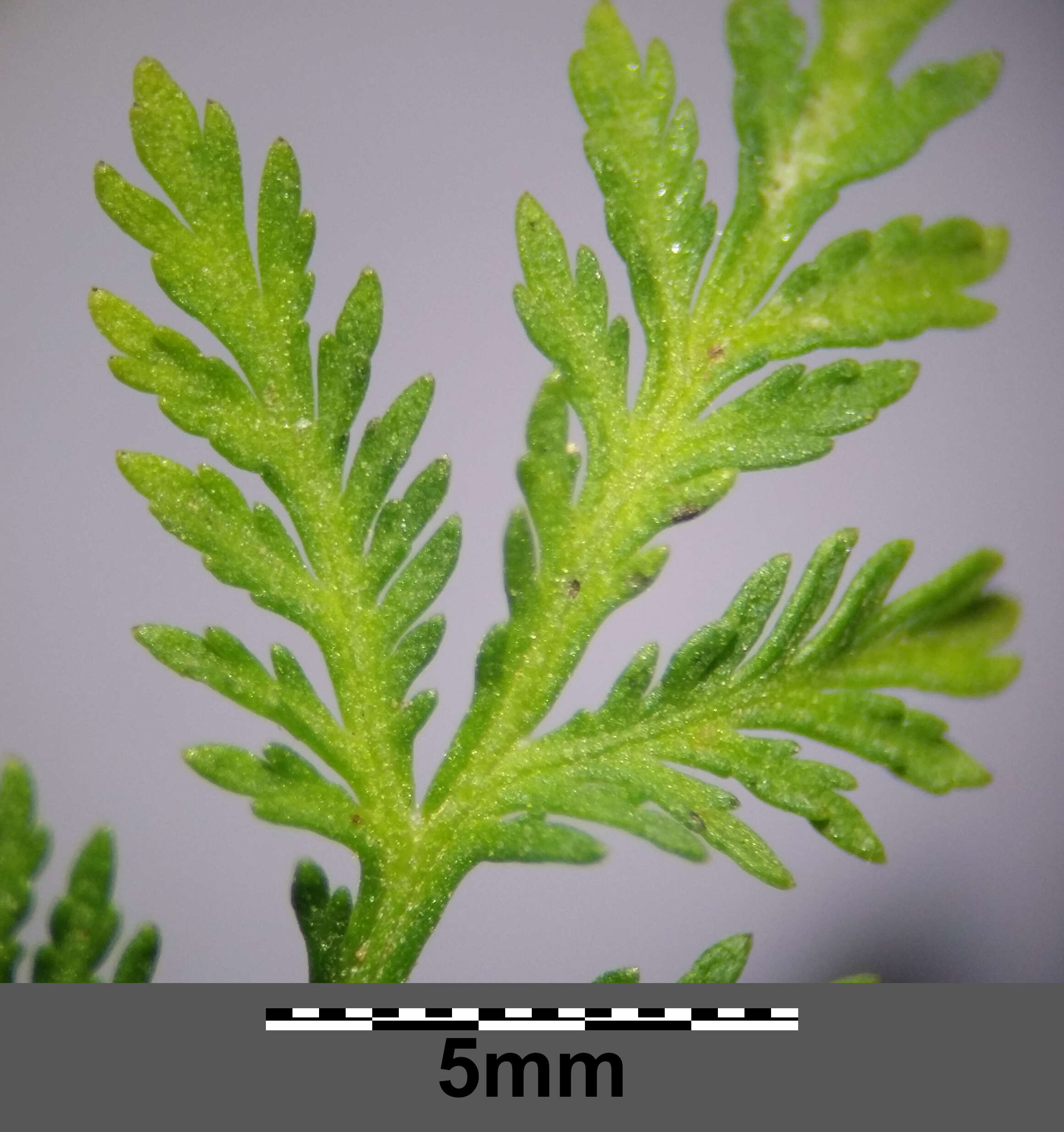 Image of sweet sagewort