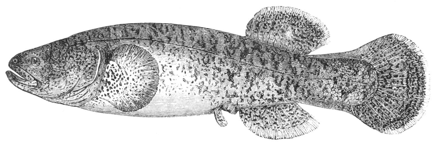 Image of Dallia delicatissima Smitt 1881