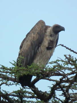 Image of White-backed Vulture