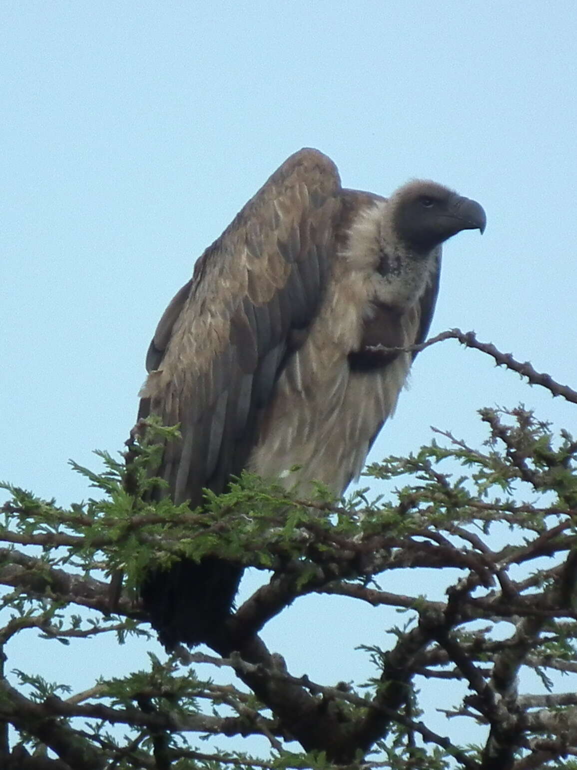 Image of White-backed Vulture