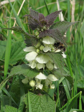 Image of white deadnettle