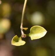 Image de Coprosma arborea Kirk