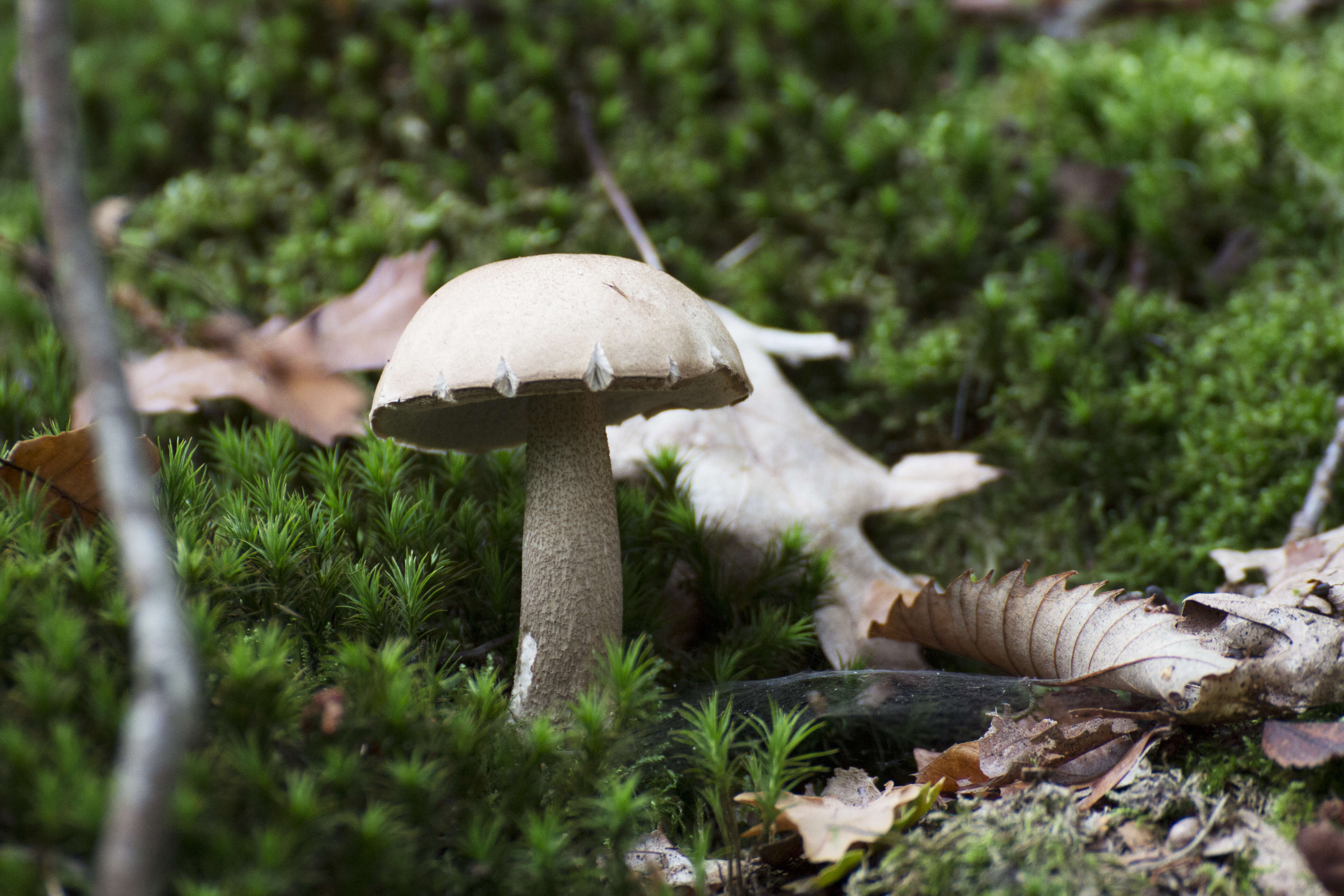 Image of Leccinum scabrum (Bull.) Gray 1821