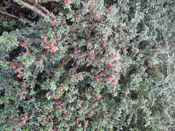 Image of Cotoneaster integrifolius (Roxb.) Klotz