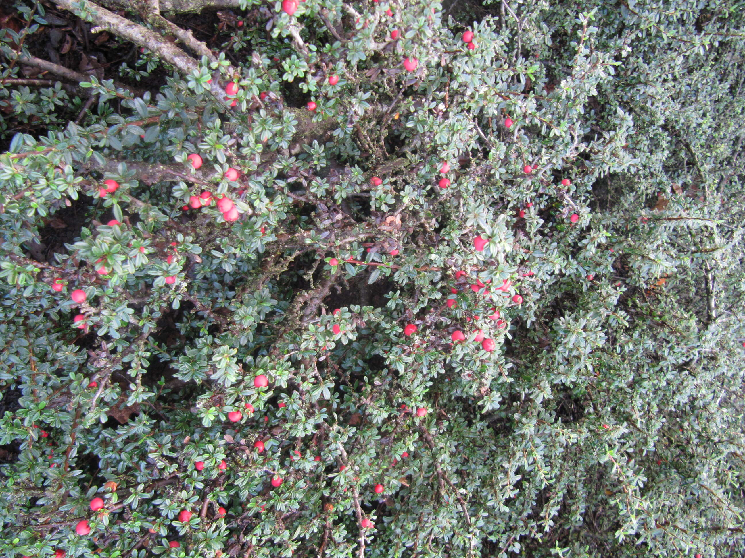 Image of Cotoneaster integrifolius (Roxb.) Klotz