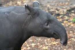 Image of tapirs