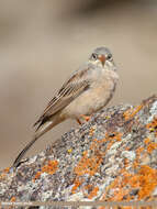 Image of Grey-necked Bunting