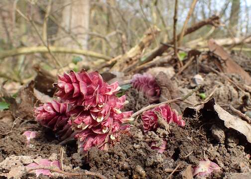 Image of common toothwort