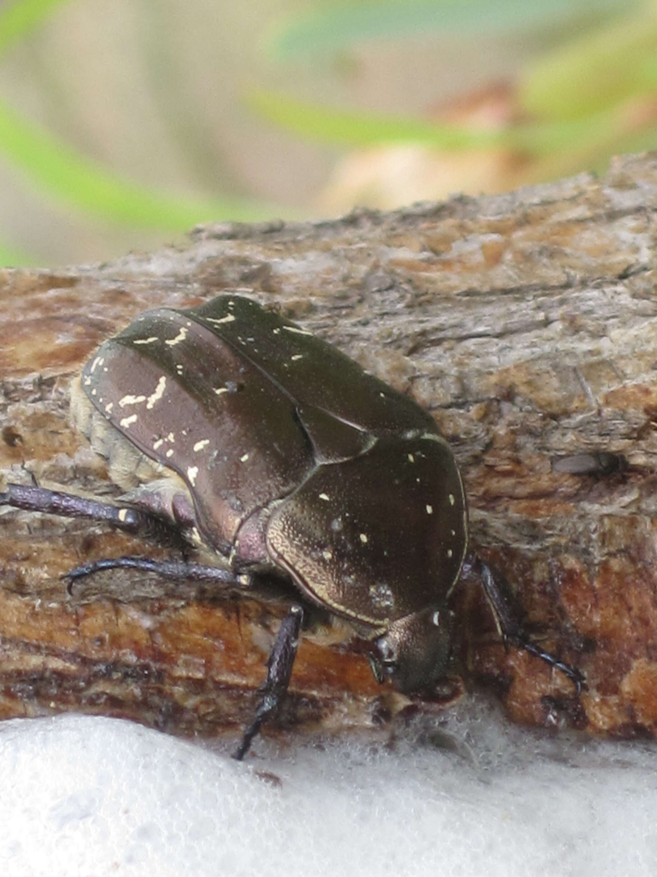 Image of Protaetia (Potosia) cuprea (Fabricius 1775)