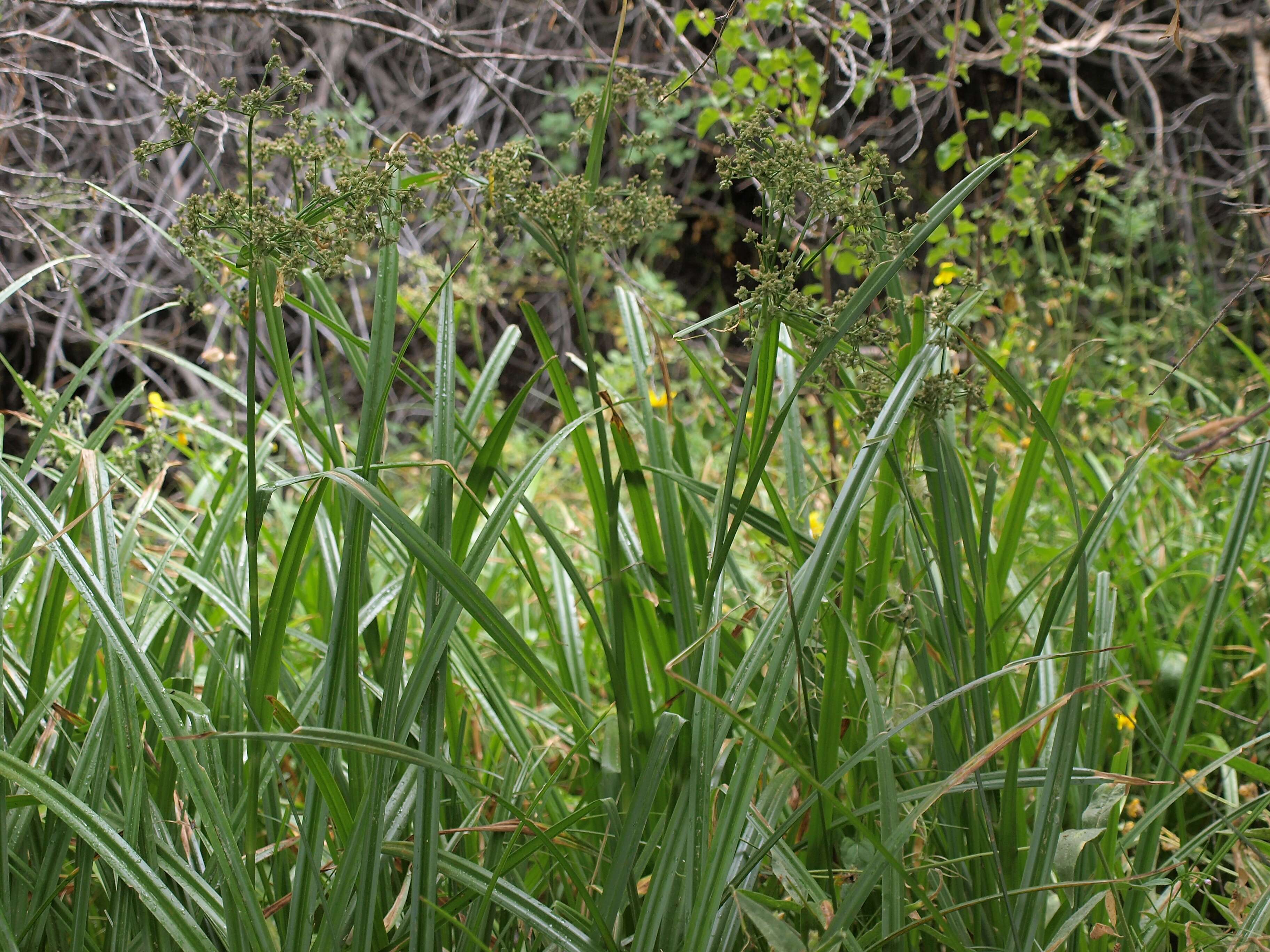 Image of panicled bulrush