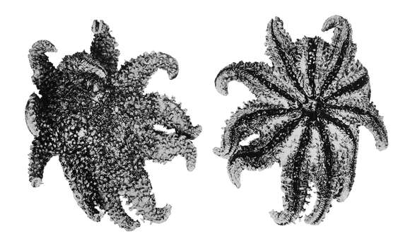 Image of Crossaster Müller & Troschel 1840