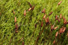 Image of distichium moss