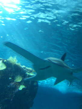 Image of Common sawfish