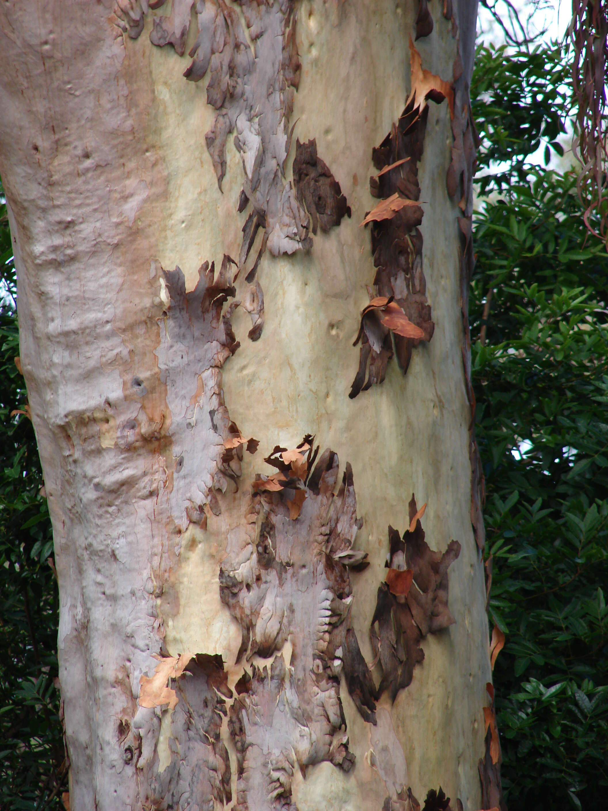 Image of lemonscented gum