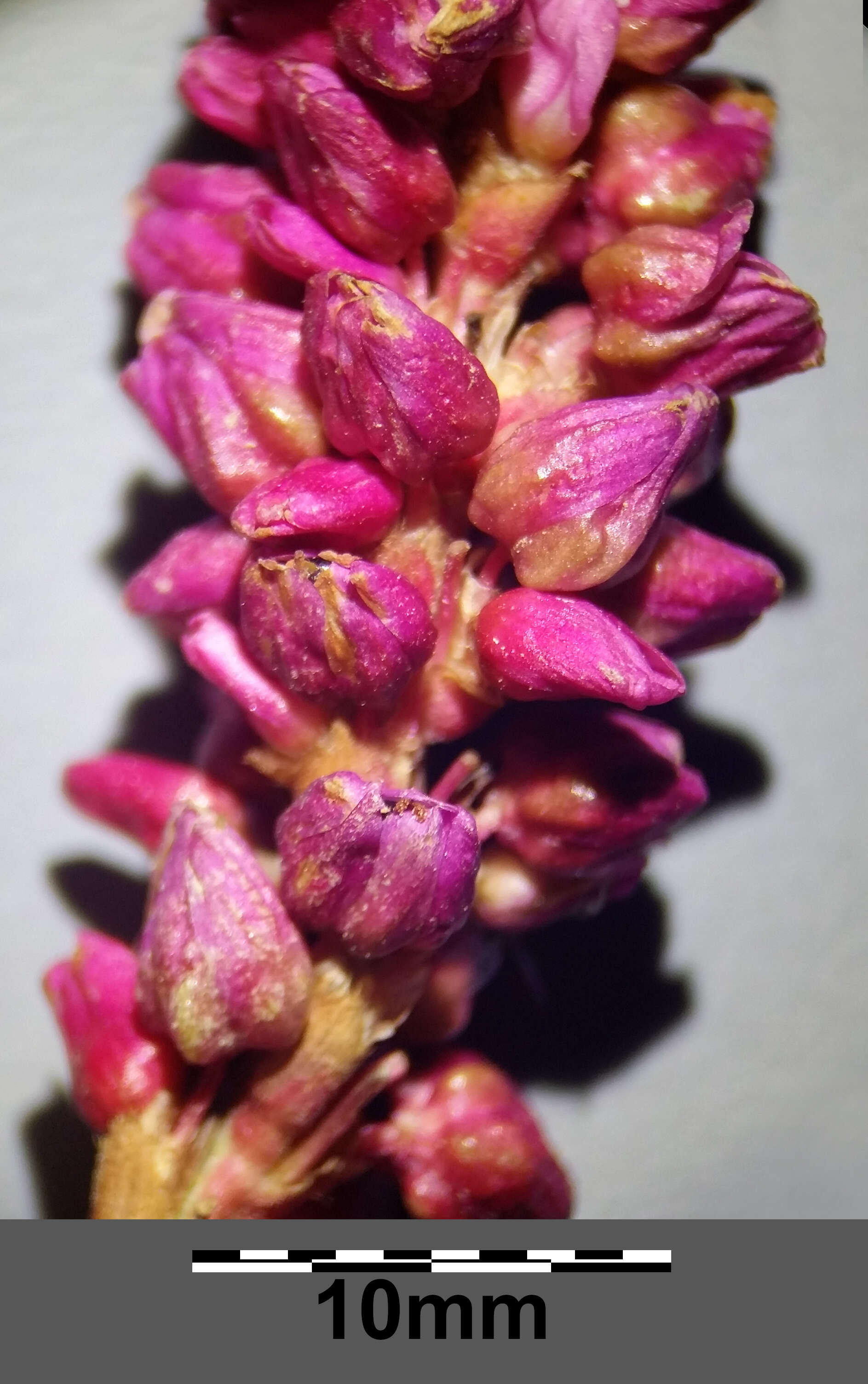 Persicaria orientalis (L.) Spach resmi