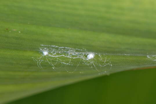 Image of Whitefly