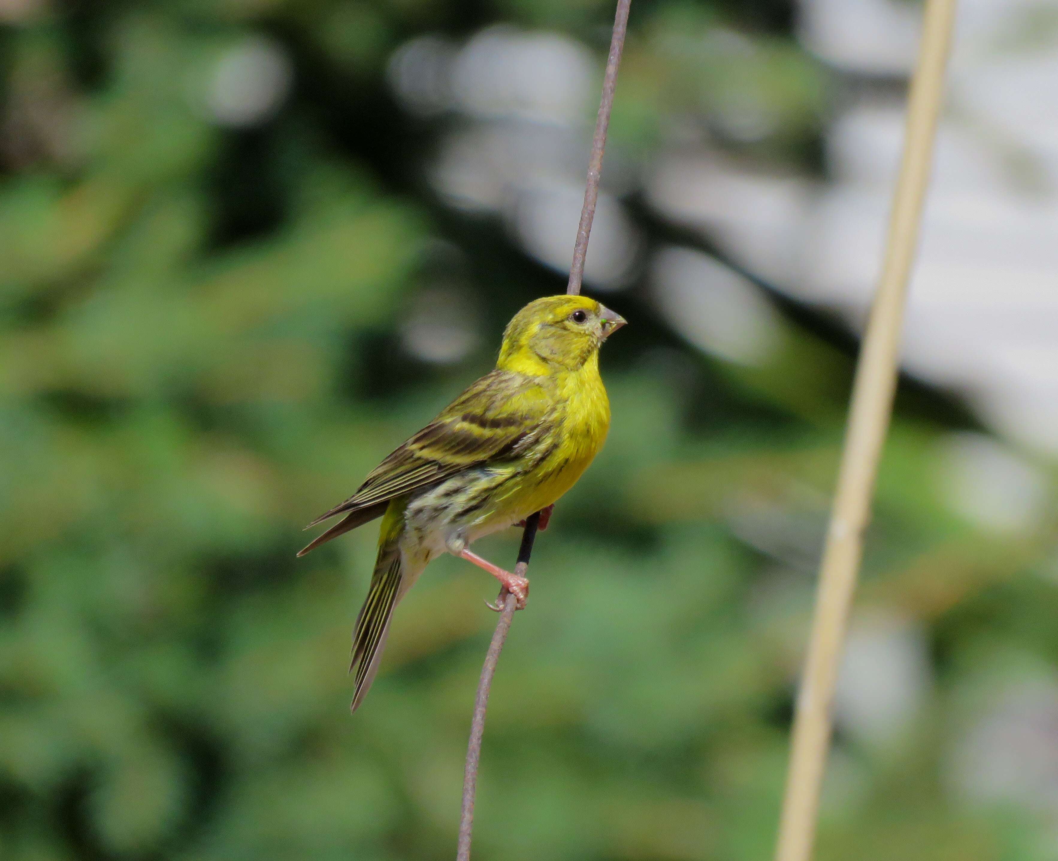 Image of serin, european serin