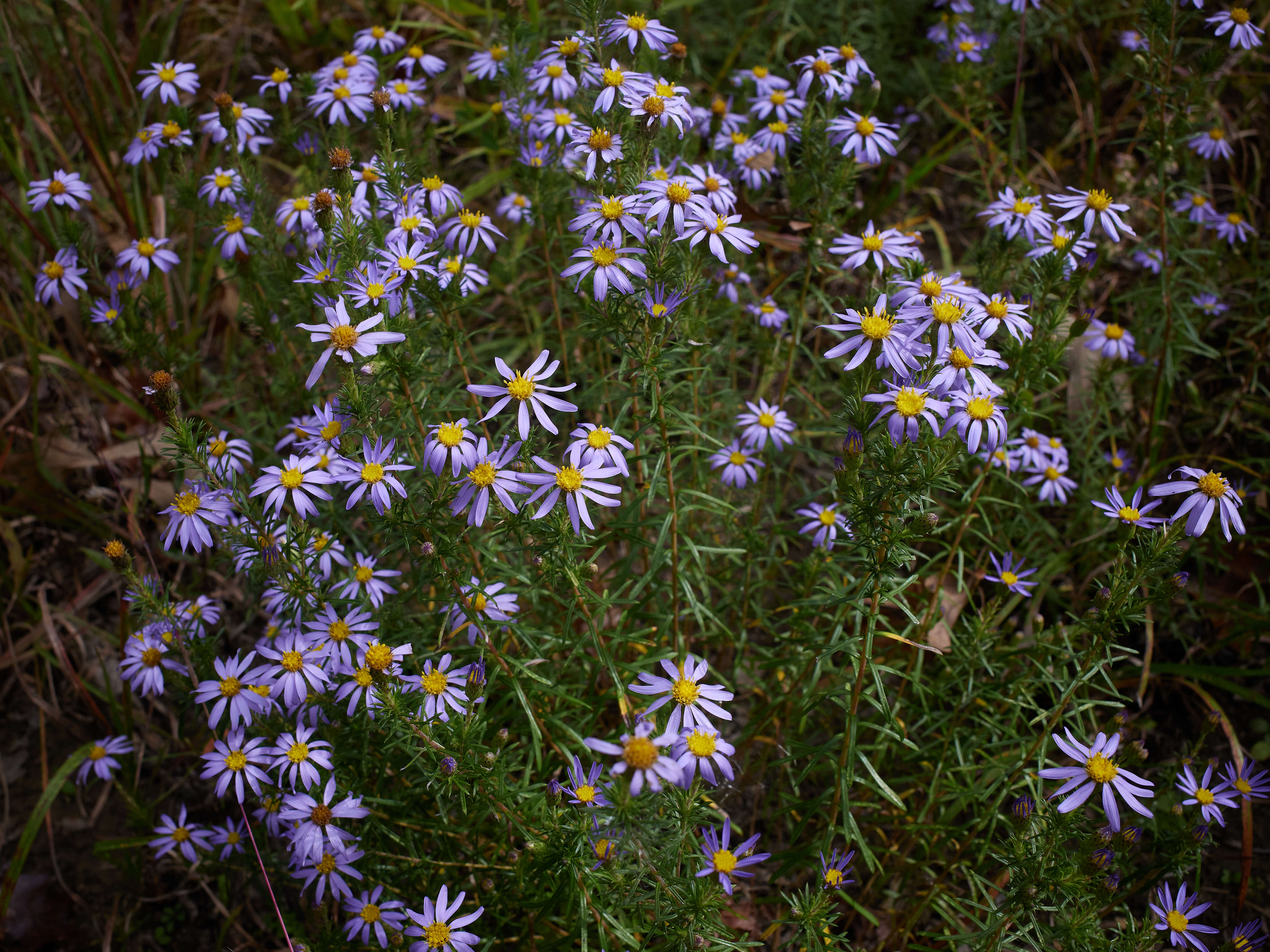 Image of Ionactis linariifolia (L.) Greene