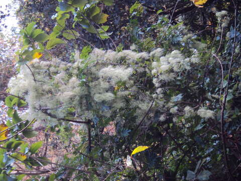 Image of Clematis javana DC.