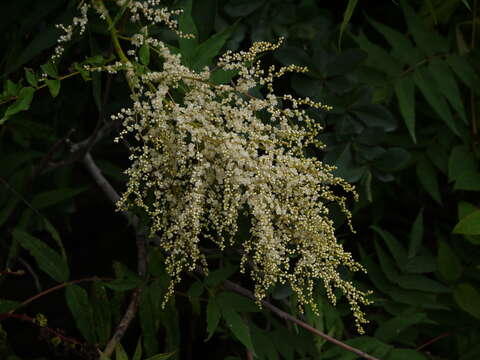 Imagem de Sorbaria tomentosa (Lindl.) Rehd.