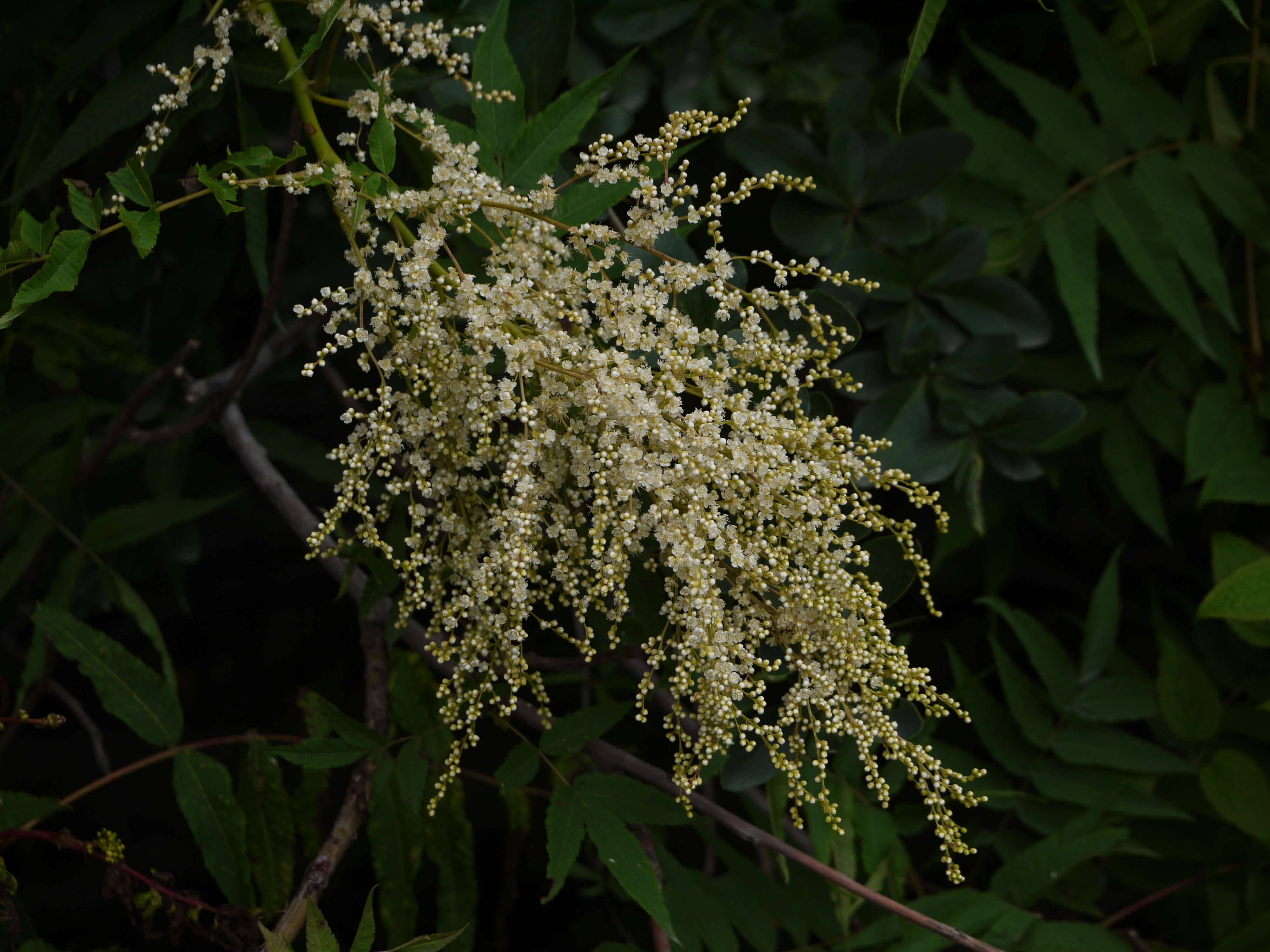 Image of Himalayan sorbaria