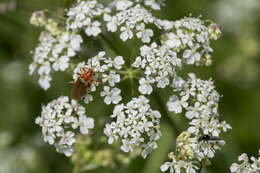 Image of Long-horned beetle