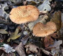 Image of Armillaria ostoyae (Romagn.) Herink 1973