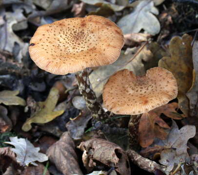 Image of Armillaria ostoyae (Romagn.) Herink 1973