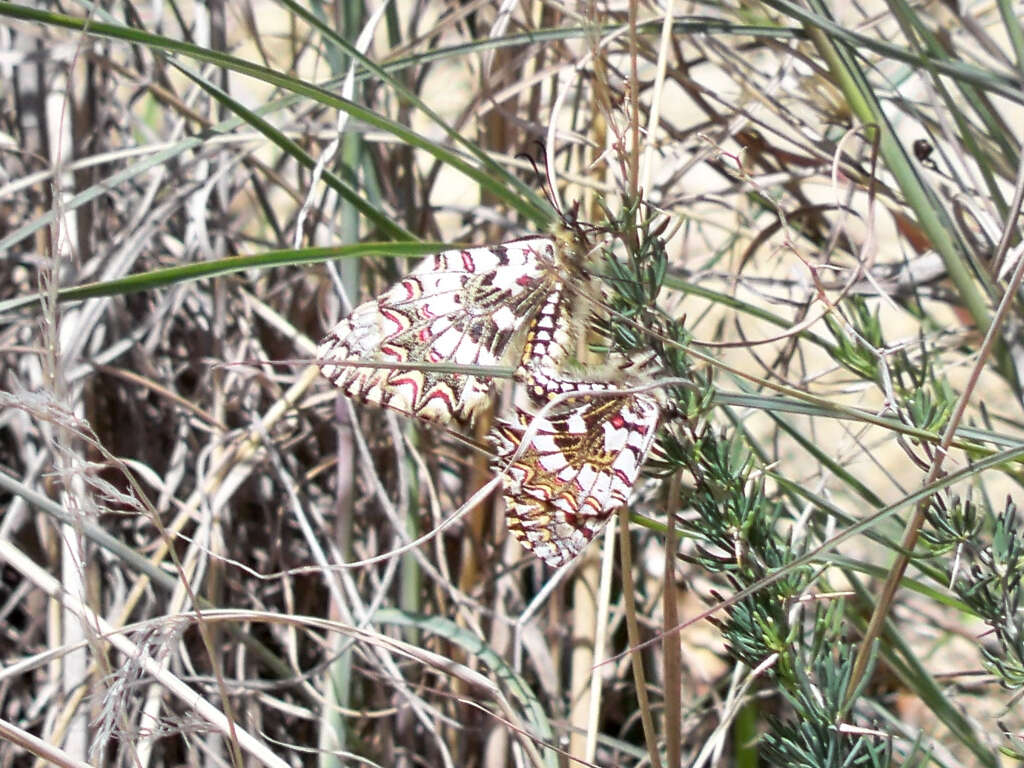 Image of Zerynthia rumina (Linnaeus 1758)