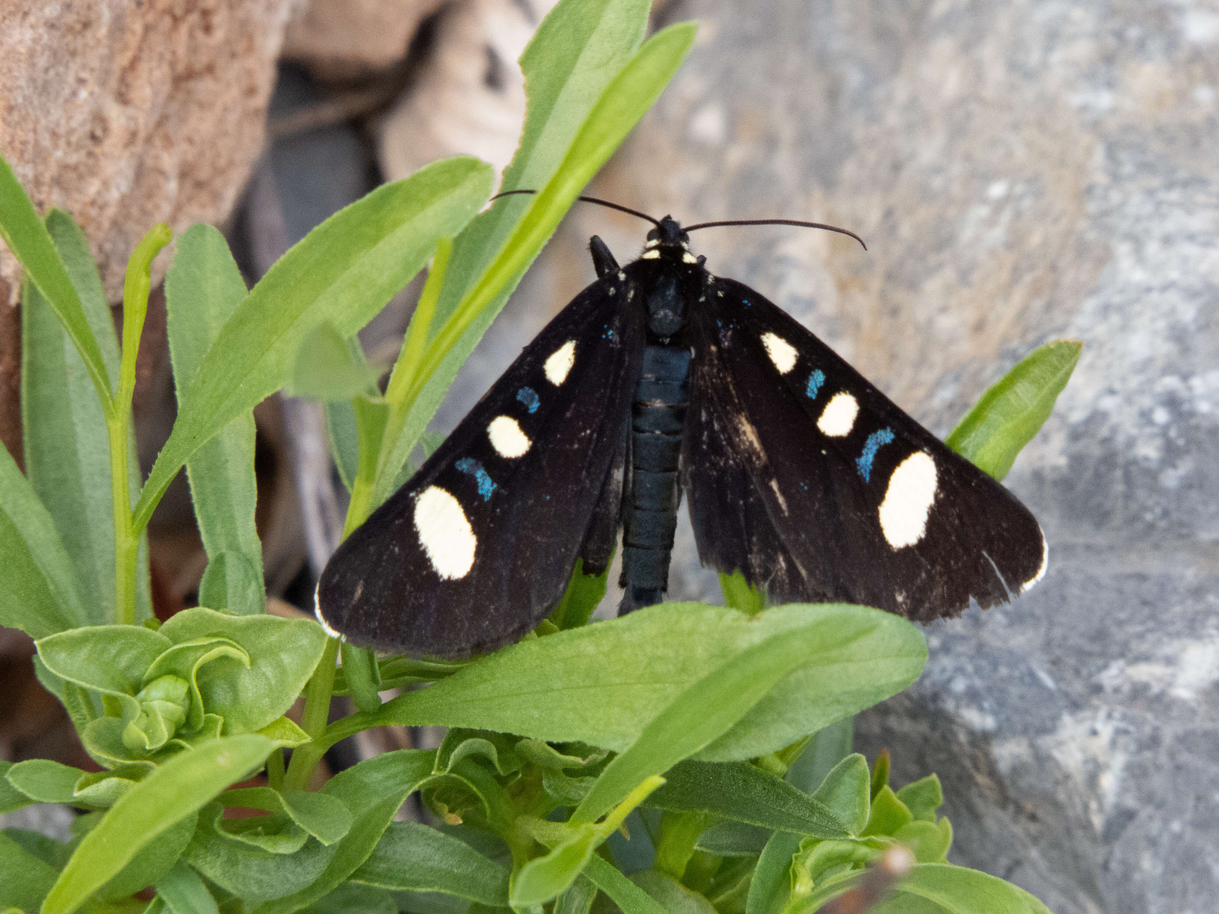 Imagem de Alypiodes bimaculata Herrich-Schäffer 1853