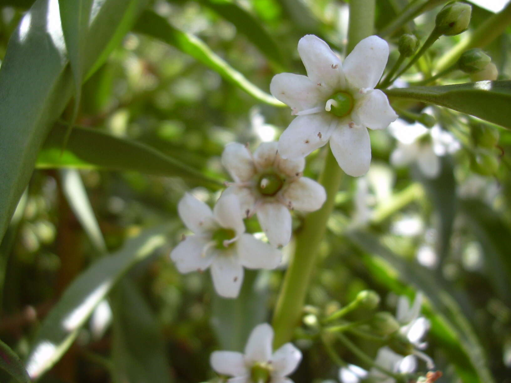 Myoporum sandwicense (A. DC.) Gray resmi