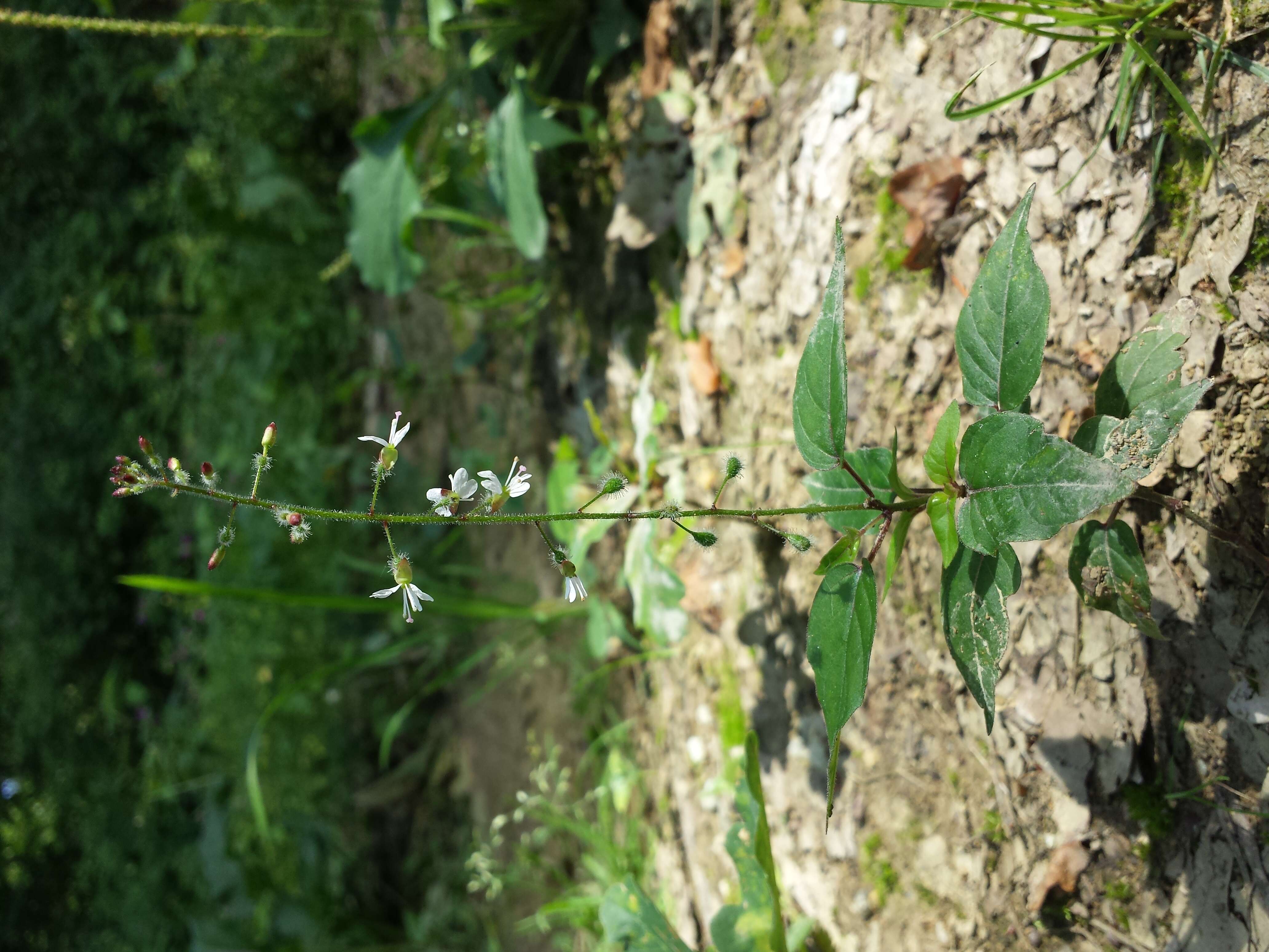 Plancia ëd Circaea lutetiana L.