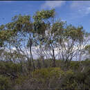 Image of Eucalyptus absita P. M. Grayling & M. I. H. Brooker