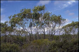 Image of Eucalyptus absita P. M. Grayling & M. I. H. Brooker
