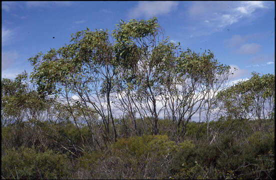 Image of Eucalyptus absita P. M. Grayling & M. I. H. Brooker