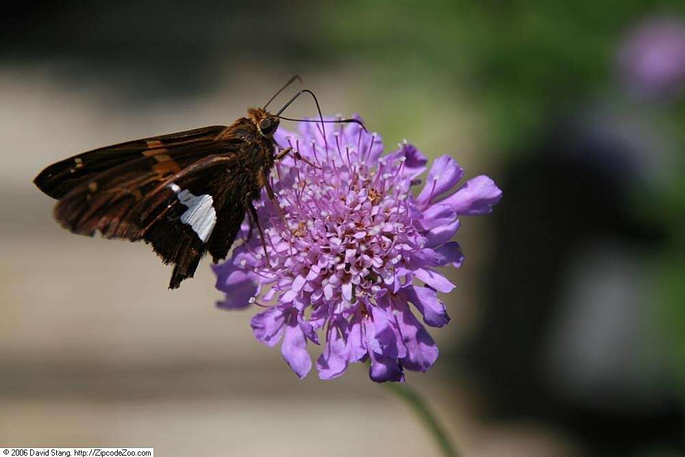 Image of Silver-spotted Skipper