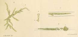 Image of Ulvella P. L. Crouan & H. M. Crouan 1859