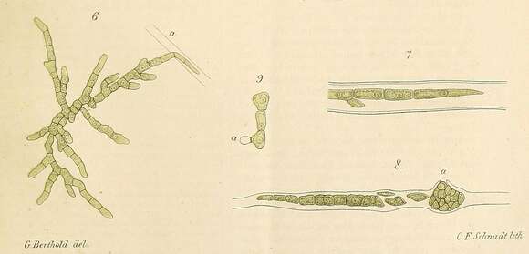 Image of Ulvella P. L. Crouan & H. M. Crouan 1859