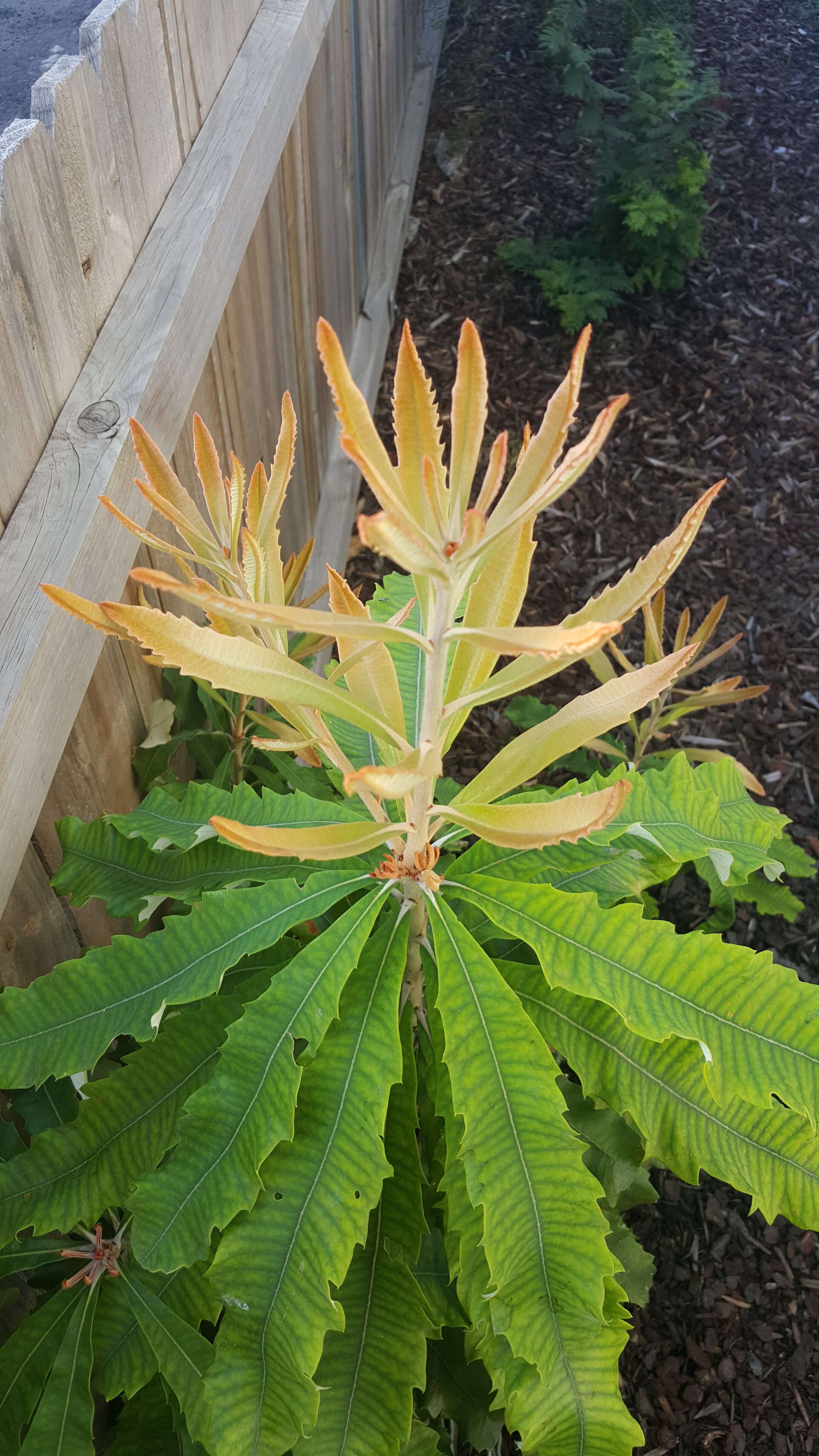 Image of Banksia dentata L. fil.