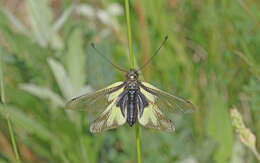 Image of Owly sulphur