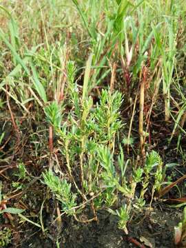 Слика од Lythrum hyssopifolia L.