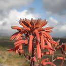 Слика од Aloe carnea S. Carter