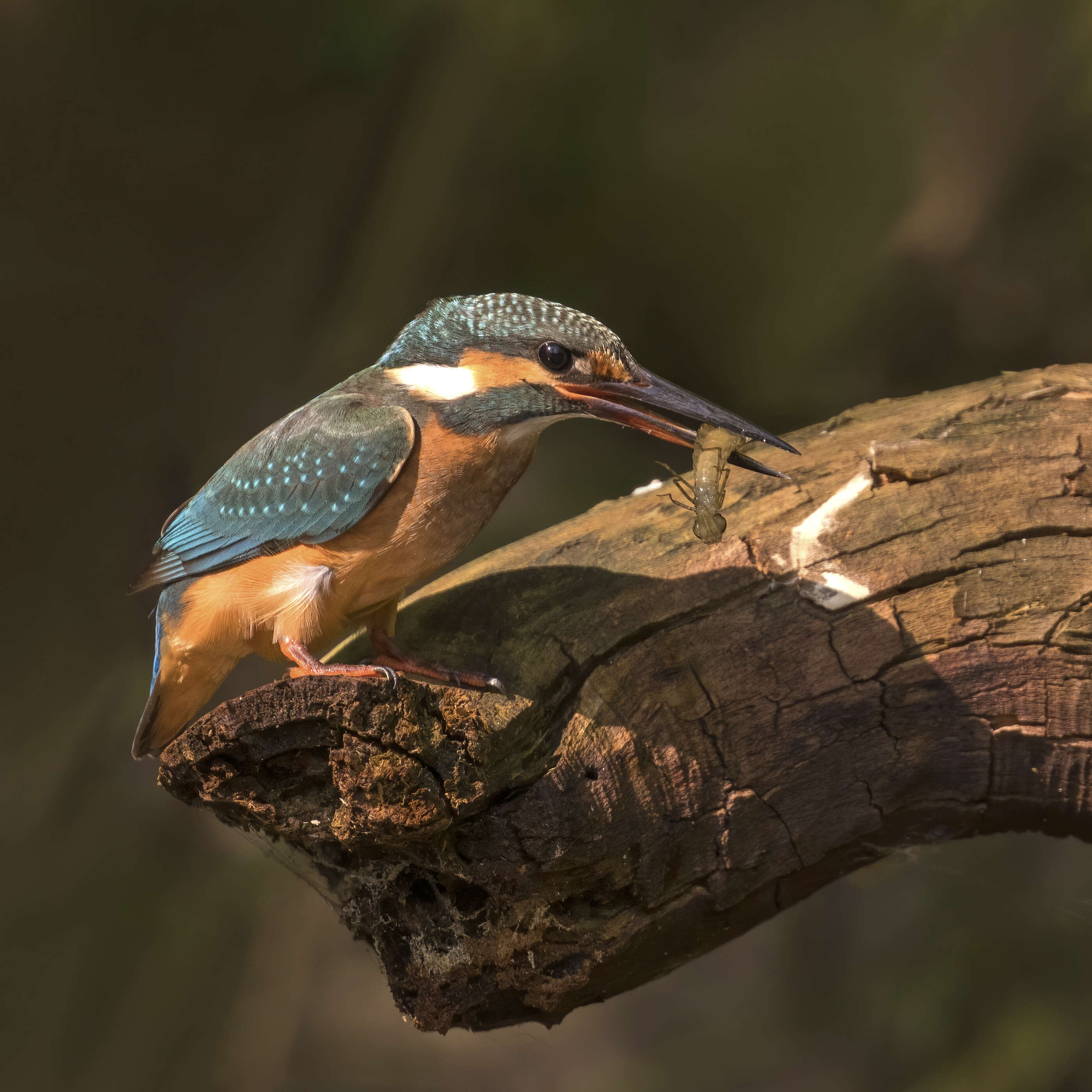 Image of Common Kingfisher