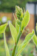 Imagem de Digitalis purpurea L.