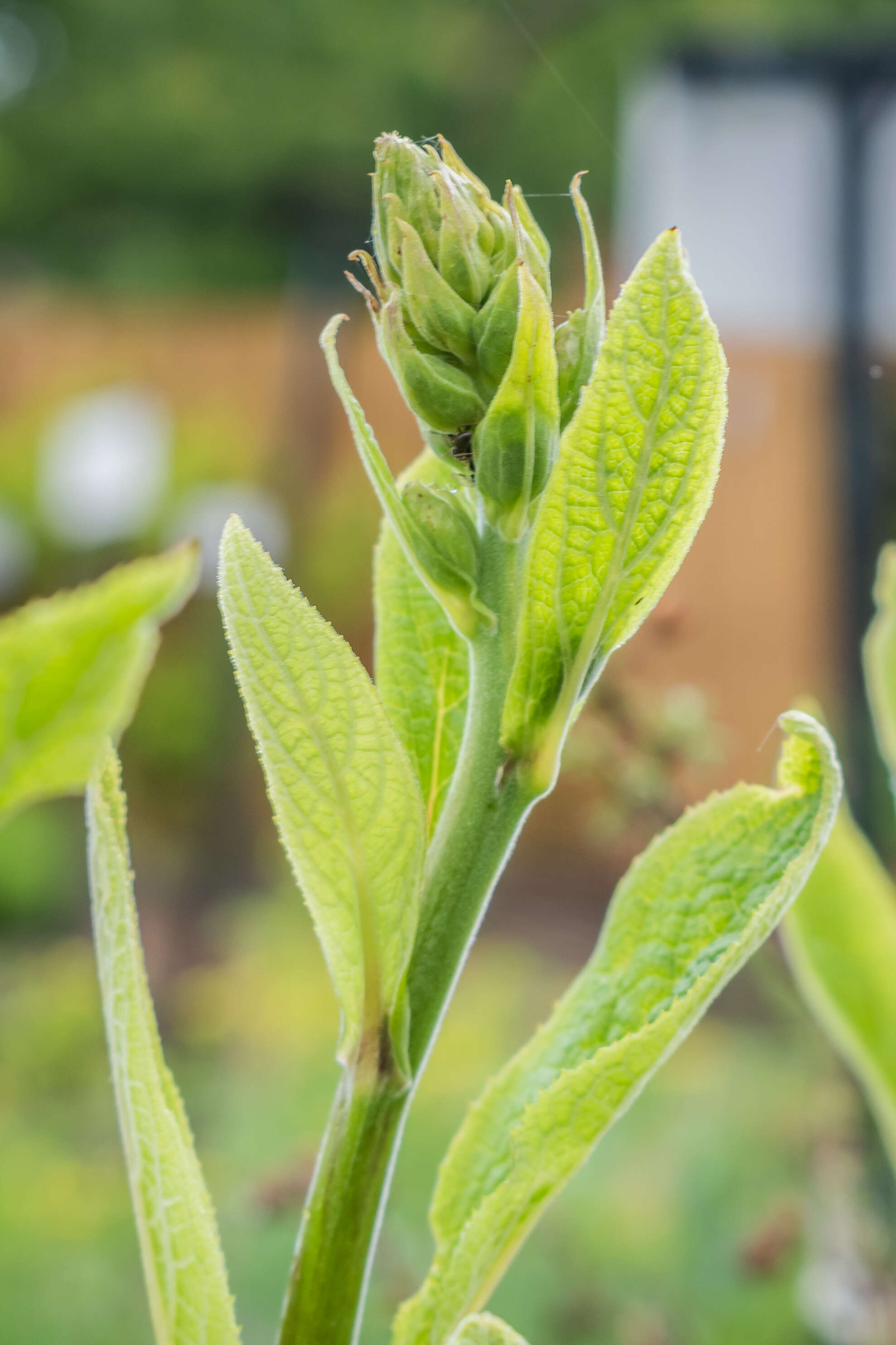 Imagem de Digitalis purpurea L.